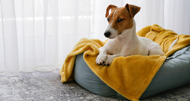 Szivacsexpress - Kutyaágy a kedvencek kényelméért!